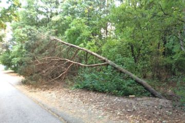 Zábery z Borovicového hája 2016