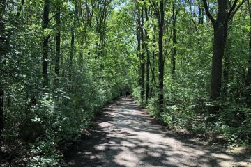 Borovicový háj pri príležitosti Dňa detí 2019