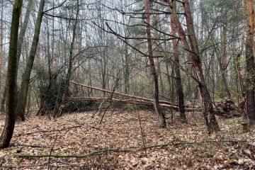 	Pokračujeme v odstraňovaní padnutých stromov 2023