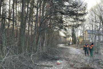 SMSZ v borovicovom háji 2024