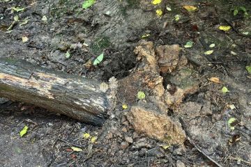 Popadané stromy po daždi 2024