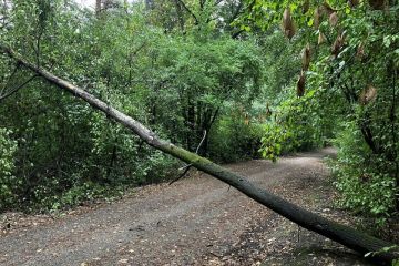 Popadané stromy po daždi 2024