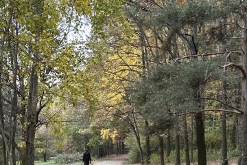 Vydarená októbrová akcia - Sobotné doobedie so 17 dobrovoľníkmi v Borovicovom háji 2024