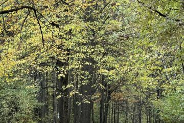 Vydarená októbrová akcia - Sobotné doobedie so 17 dobrovoľníkmi v Borovicovom háji 2024