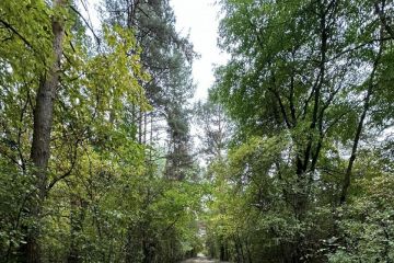 Vydarená októbrová akcia - Sobotné doobedie so 17 dobrovoľníkmi v Borovicovom háji 2024