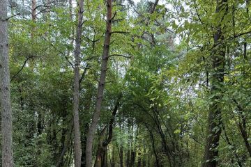 Vydarená októbrová akcia - Sobotné doobedie so 17 dobrovoľníkmi v Borovicovom háji 2024